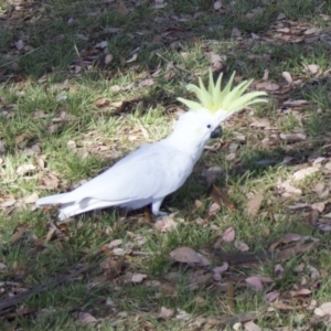 Cacatua galerita at Ainslie, ACT - 5 Feb 2018 09:38 AM