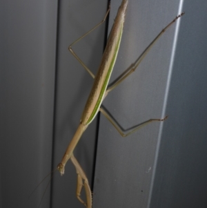 Tenodera australasiae at Reid, ACT - 24 Jan 2018 02:14 PM