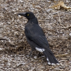 Strepera graculina (Pied Currawong) at Ainslie, ACT - 30 Jan 2018 by jbromilow50