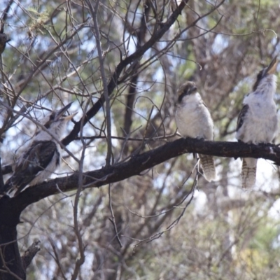 Dacelo novaeguineae (Laughing Kookaburra) at Majura, ACT - 5 Feb 2018 by jb2602