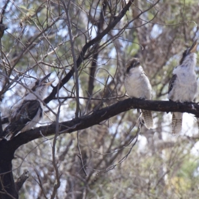 Dacelo novaeguineae (Laughing Kookaburra) at Majura, ACT - 4 Feb 2018 by jbromilow50