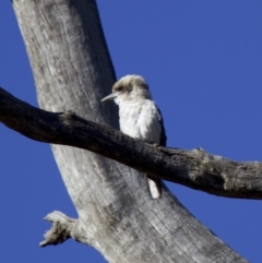 Dacelo novaeguineae at Majura, ACT - 5 Feb 2018 09:04 AM