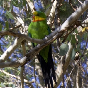 Polytelis swainsonii at Ainslie, ACT - suppressed