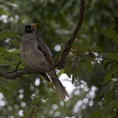 Manorina melanocephala (Noisy Miner) at Ainslie, ACT - 30 Jan 2018 by jb2602