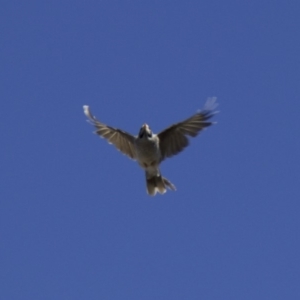 Manorina melanocephala at Ainslie, ACT - 30 Jan 2018