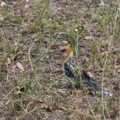 Platycercus eximius (Eastern Rosella) at Ainslie, ACT - 1 Feb 2018 by jbromilow50