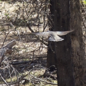 Phaps chalcoptera at Ainslie, ACT - 4 Feb 2018