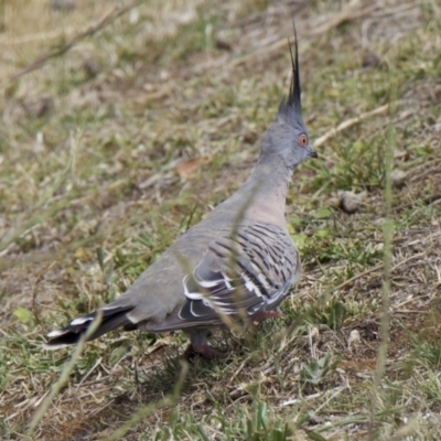 Ocyphaps lophotes (Crested Pigeon) at Ainslie, ACT - 5 Feb 2018 by jb2602