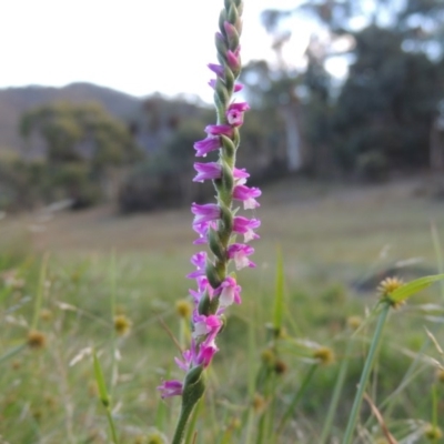 Spiranthes australis (Austral Ladies Tresses) at Conder, ACT - 3 Feb 2018 by MichaelBedingfield