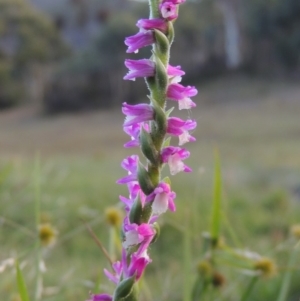 Spiranthes australis at Conder, ACT - suppressed