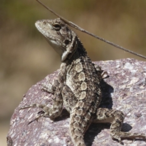 Amphibolurus muricatus at Booth, ACT - 4 Feb 2018