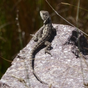 Amphibolurus muricatus at Booth, ACT - 4 Feb 2018