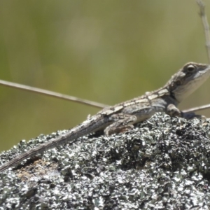 Amphibolurus muricatus at Booth, ACT - 4 Feb 2018