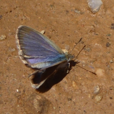 Zizina otis (Common Grass-Blue) at Rendezvous Creek, ACT - 4 Feb 2018 by Christine