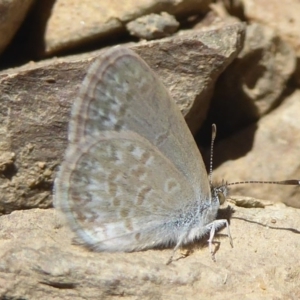 Zizina otis at Rendezvous Creek, ACT - 4 Feb 2018 01:38 PM