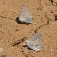 Zizina otis at Rendezvous Creek, ACT - 4 Feb 2018 01:38 PM