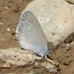 Zizina otis at Rendezvous Creek, ACT - 4 Feb 2018 01:38 PM