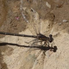 Austroargiolestes icteromelas at Rendezvous Creek, ACT - 4 Feb 2018