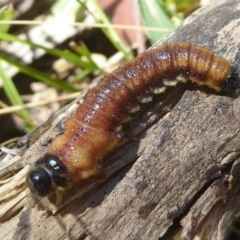 Pergidae sp. (family) (Unidentified Sawfly) at Rendezvous Creek, ACT - 4 Feb 2018 by Christine