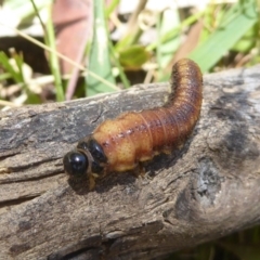 Pergidae sp. (family) at Rendezvous Creek, ACT - 4 Feb 2018