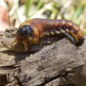 Pergidae sp. (family) at Rendezvous Creek, ACT - 4 Feb 2018