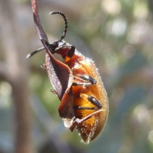 Ecnolagria grandis at Rendezvous Creek, ACT - 4 Feb 2018 02:40 PM