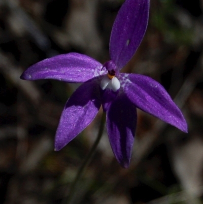 Glossodia major (Wax Lip Orchid) at Belconnen, ACT - 5 Oct 2013 by KMcCue