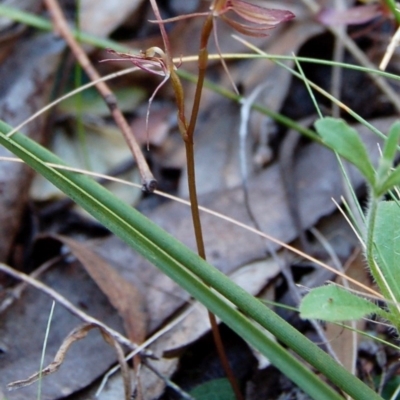 Cyrtostylis reniformis (Common Gnat Orchid) at Aranda, ACT by KMcCue