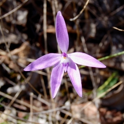 Glossodia major (Wax Lip Orchid) at Aranda, ACT - 5 Oct 2013 by KMcCue