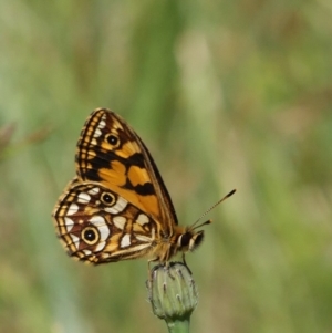 Oreixenica lathoniella at Cotter River, ACT - 5 Feb 2018 02:38 PM