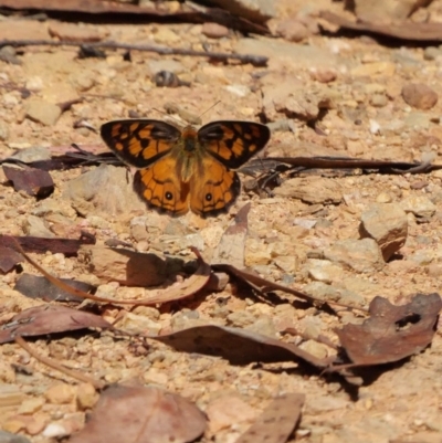 Heteronympha penelope (Shouldered Brown) at Cotter River, ACT - 5 Feb 2018 by DPRees125