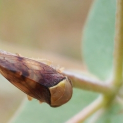 Brunotartessus fulvus (Yellow-headed Leafhopper) at Jerrabomberra, ACT - 6 Feb 2018 by Mike