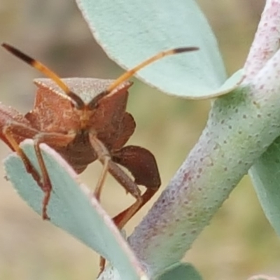 Amorbus sp. (genus) (Eucalyptus Tip bug) at Jerrabomberra, ACT - 6 Feb 2018 by Mike