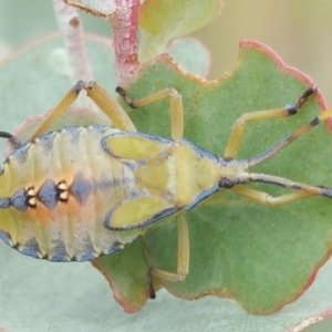 Amorbus sp. (genus) at Jerrabomberra, ACT - 6 Feb 2018