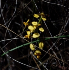 Diuris nigromontana (Black Mountain Leopard Orchid) at Aranda, ACT - 5 Oct 2013 by KMcCue