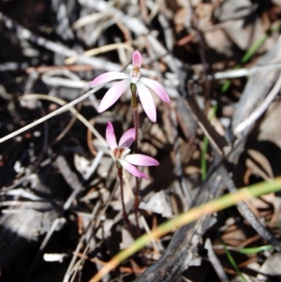 Caladenia fuscata (Dusky Fingers) at Aranda, ACT - 5 Oct 2013 by KMcCue