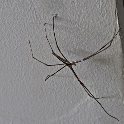 Deinopidae (family) (Net-casting Spider) at Banks, ACT - 6 Feb 2018 by UserfaKgHkxs