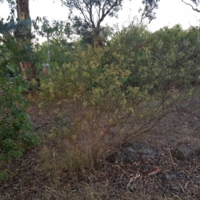 Cassinia quinquefaria (Rosemary Cassinia) at Griffith, ACT - 4 Feb 2018 by ianandlibby1