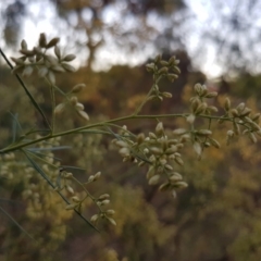 Cassinia quinquefaria at Griffith, ACT - 4 Feb 2018