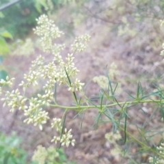 Cassinia quinquefaria at Griffith, ACT - 4 Feb 2018