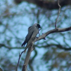 Coracina novaehollandiae (Black-faced Cuckooshrike) at Kama - 9 Nov 2013 by KMcCue