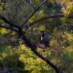 Zanda funerea (Yellow-tailed Black-Cockatoo) at Spence, ACT - 21 Aug 2014 by Watermilli