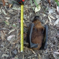 Pteropus poliocephalus (Grey-headed Flying-fox) at Spence, ACT - 19 Dec 2015 by Watermilli