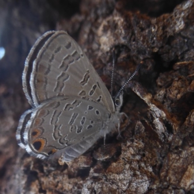 Acrodipsas myrmecophila (Small Ant-blue Butterfly) at suppressed - 6 Feb 2018 by Christine