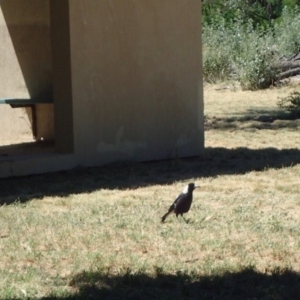 Gymnorhina tibicen at Acton, ACT - 19 Jan 2018 10:45 AM