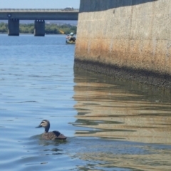 Anas superciliosa (Pacific Black Duck) at Parkes, ACT - 19 Jan 2018 by jbromilow50