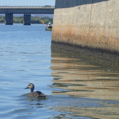 Anas superciliosa (Pacific Black Duck) at Lake Burley Griffin Central/East - 19 Jan 2018 by jbromilow50