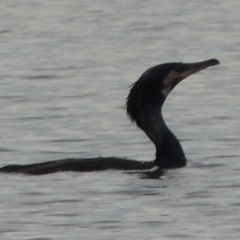 Phalacrocorax carbo (Great Cormorant) at Coombs Ponds - 26 Jan 2018 by michaelb