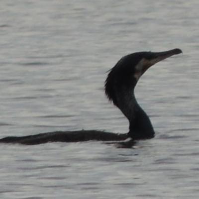 Phalacrocorax carbo (Great Cormorant) at Weston Creek, ACT - 26 Jan 2018 by michaelb