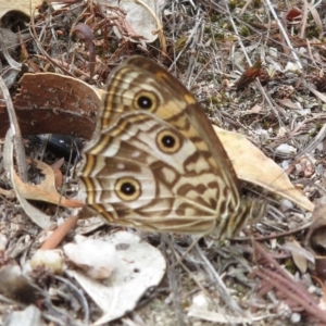 Geitoneura acantha at Paddys River, ACT - 6 Feb 2018 12:08 PM